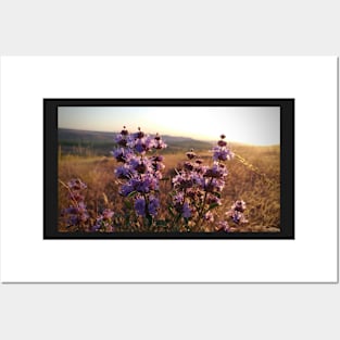 Purple Prairie Flower Sunset Posters and Art